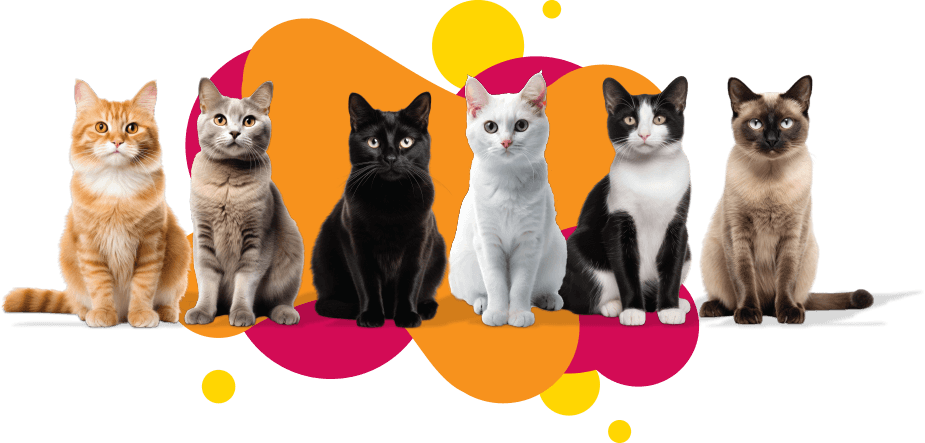 Cat Insurance